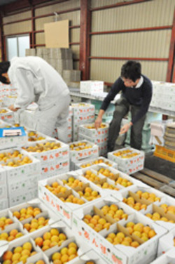 「アンズ初出荷、小玉も高品質」の画像