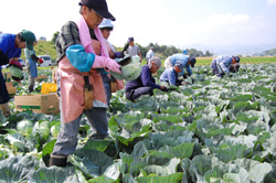 「収穫支援が後押し」の画像
