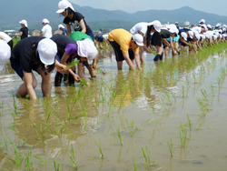 「国際協力米を田植え」の画像