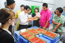 「野菜・果実の旬到来−夏秋イチゴ、1億3000万円めざす」の画像