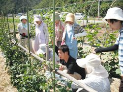 「野菜の栽培管理学ぶ」の画像