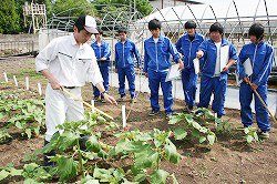 「施肥調節しヒマワリ生育調査」の画像