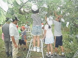 「児童とリンゴ袋掛け」の画像