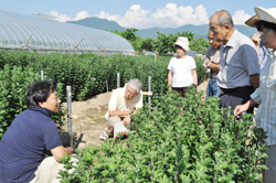 「スーパー向け小菊出荷増を」の画像