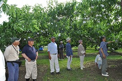 「新たな栽培方法導入園地を視察」の画像