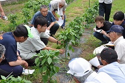 「カラーピーマン生産振興。甘く生食OK、8月末出荷へ」の画像