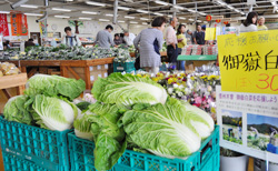 「降灰ハクサイ購入を。直売所で安全性PR」の画像