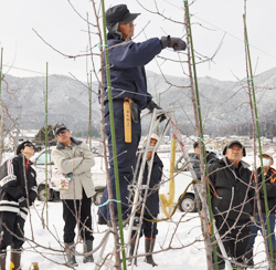 「リンゴ高蜜植・新わい化栽培、剪定のこつ学ぶ」の画像