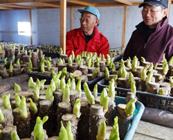 「タラの芽出荷が本格化。一足早い春味わって」の画像