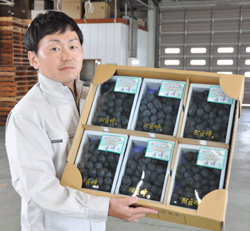 「早くもブドウ出荷－関東中心に全国へ」の画像