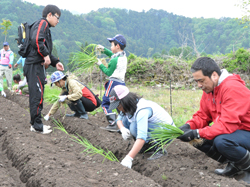 「ネギの植え付け、トウモロコシ種まき」の画像