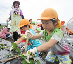 「園児サツマ苗植え、秋の収獲楽しみ」の画像