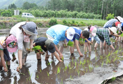 「各地田植え体験－信州すざか農業小学校豊丘校」の画像