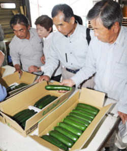 「ズッキーニ本格化」の画像