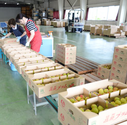 「夏告げる果実続々－プラムの出荷最盛期」の画像