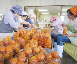 「特産アンズでシロップ漬け」の画像