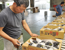 「上々の出来、5日早く出荷」の画像