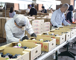 「秋の味覚 ブドウ出番－品質、食味 今年も良好」の画像