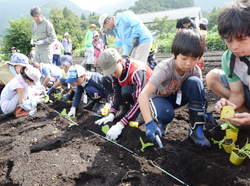 「児童が秋野菜種まきと定植」の画像