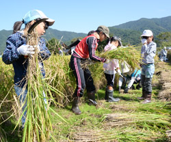 「「もちひかり」農家先生と収穫」の画像