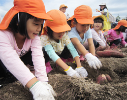 「園児らサツマ収穫」の画像