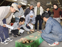 「「坂井芋」お目見え」の画像