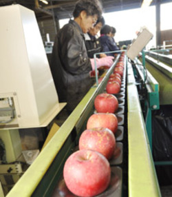 「サンふじ出荷開始－食味良く、着色も順調」の画像