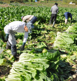 「野沢菜 出荷本番へ」の画像