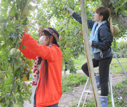 「リンゴ農家で職員営農研修」の画像