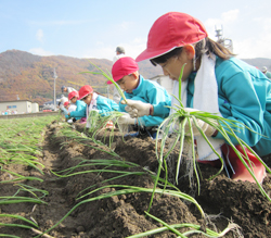 「タマネギ苗定植、地域特産知ろう」の画像