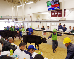 「1頭平均67万円、最高値を更新」の画像