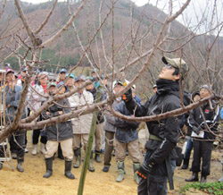 「アンズ剪定講習、来年産へ産地一丸」の画像