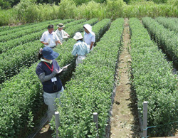 「小菊 産地化へ腕磨く」の画像