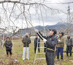 「高品質リンゴへ、剪定法を確認」の画像
