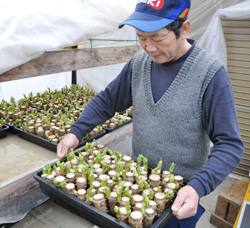「促成タラの芽 出番」の画像