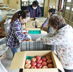 「今年もリンゴ贈る、直売所が提供 大槌町へ」の画像