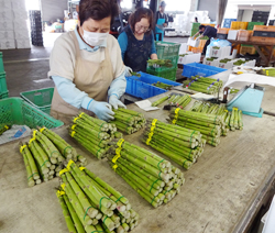 「アスパラが最盛　出荷量、前年上回るペース」の画像