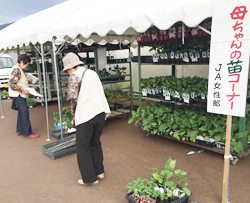 「野菜苗 つい手が伸びる－共同購入で格安に」の画像