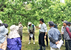 「スモモ摘果のポイント学ぶ」の画像
