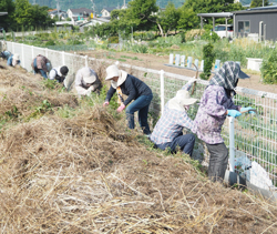 「草を取り花植え、福祉施設華やか」の画像