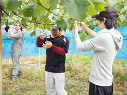 「農作業体験で、ブドウ房切り」の画像