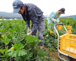 「遊休農地活用し野菜栽培」の画像