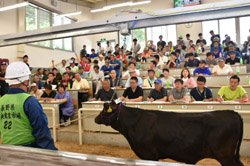 「定例8月市場の和牛子牛、平均価格上げ」の画像