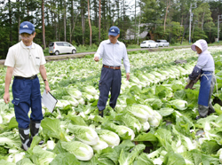 「「御嶽はくさい」収穫最盛、畑回り生産者激励」の画像