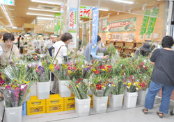 「小菊やススキ、品ぞろえ豊富」の画像