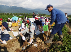 「横浜市の中学生、ジャガイモ掘り」の画像
