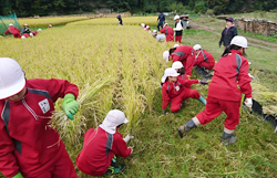 「食育授業支援、児童と稲刈り」の画像