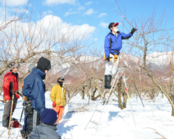 「果樹剪定しっかり」の画像