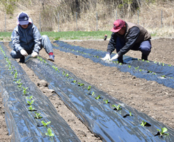 「ブランド「御嶽はくさい」、苗定植が本格化」の画像