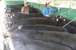 「和牛もと牛県外から 資質に納得、基盤強化」の画像